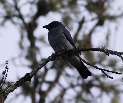 Malay Cuckoo-Shrike