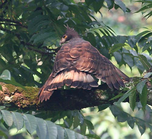 Blyth's Hawk Eagle