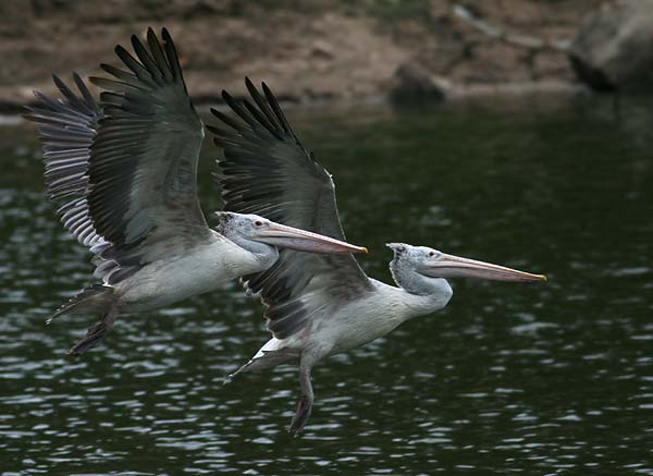 Spot-billed Pelicans