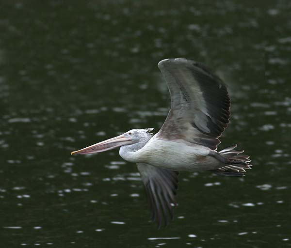 Spot-billed Pelican