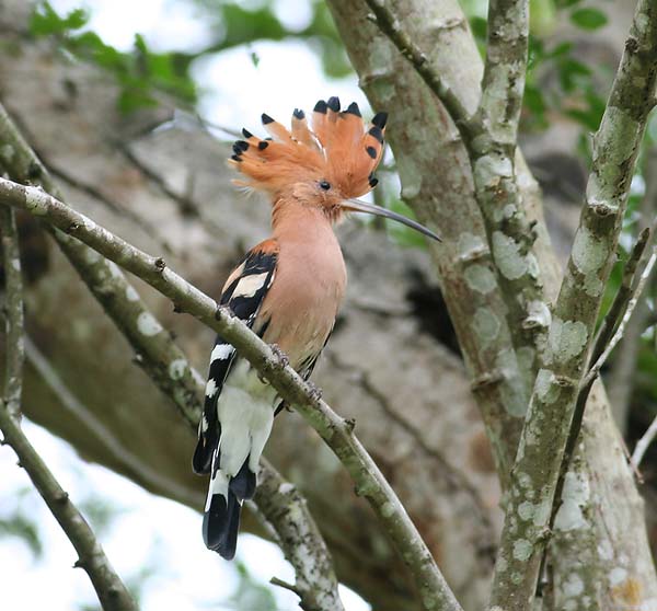 Common Hoopoe