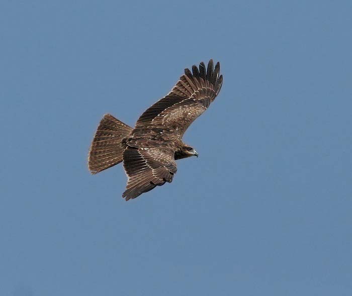 Black-eared Kite