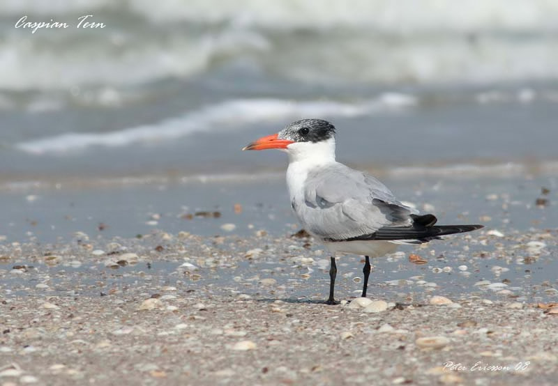 Caspian Tern