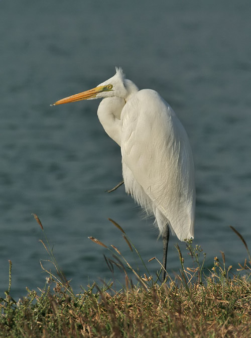 Great Egret