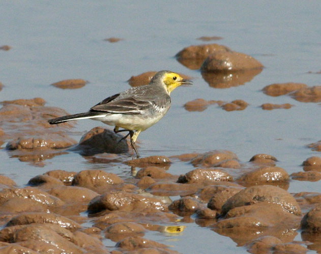 Citrine Wagtail