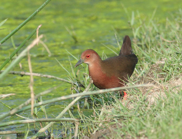 Ruddy-breasted Crake