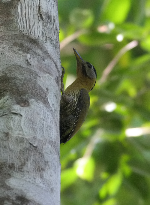 Laced Woodpecker, female