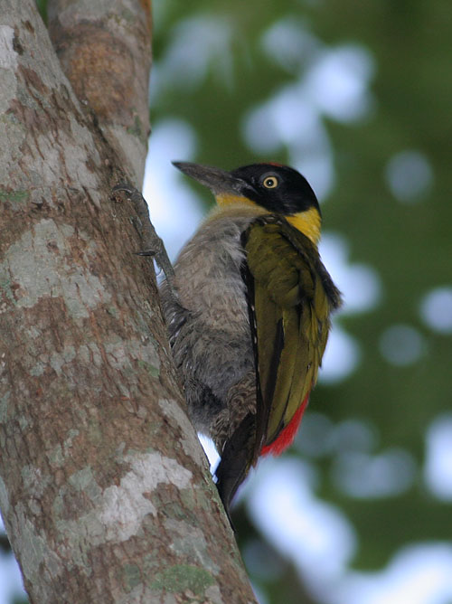 Black-headed Woodpecker