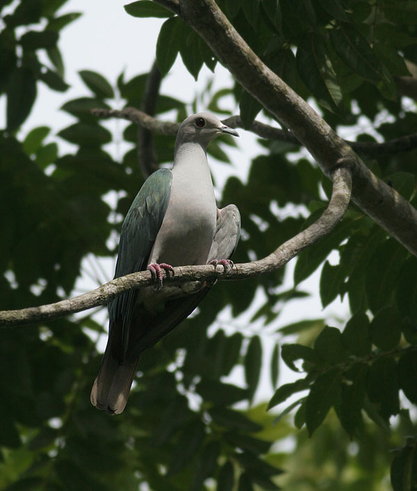 Green Imperial Pigeon