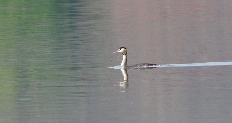 Great Crested  Grebe