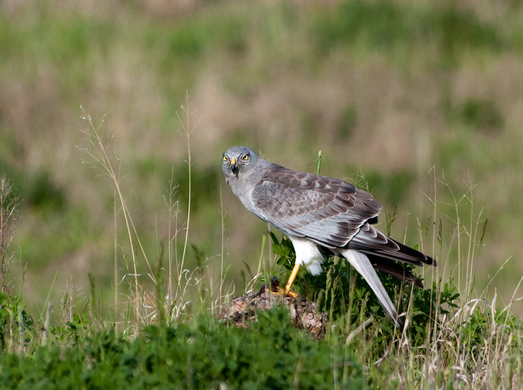 Northern Harrier with Kill