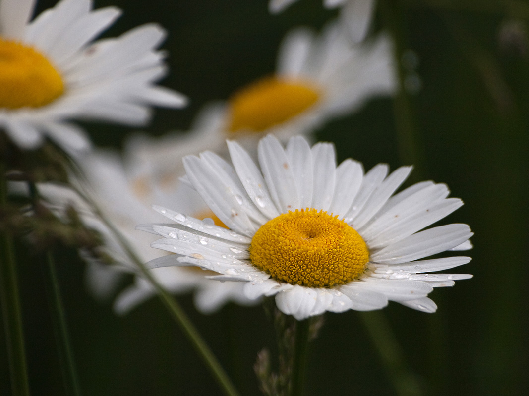 Daisies in a Field.jpg