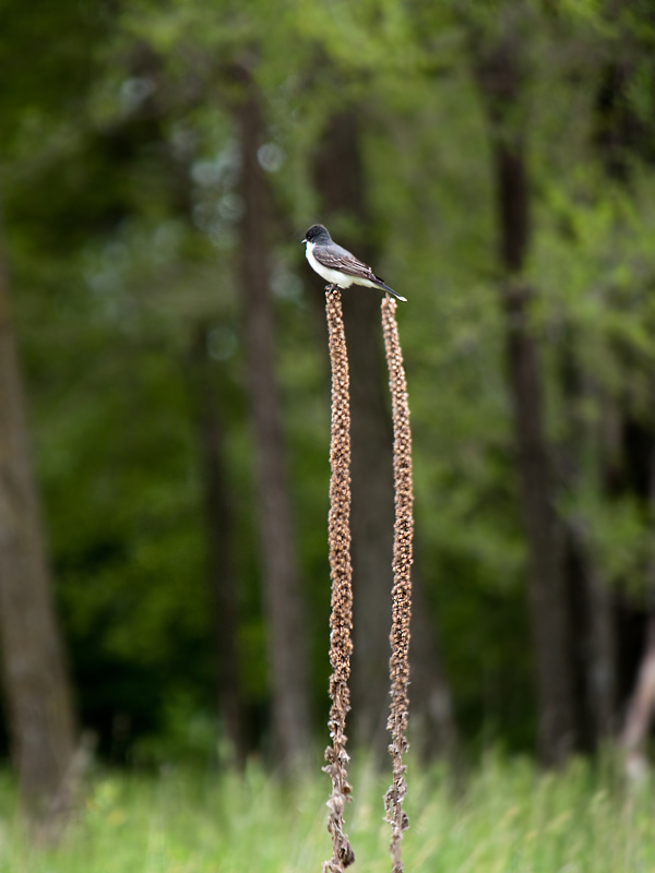 Eastern Kingbird on Meadow Weeds.jpg