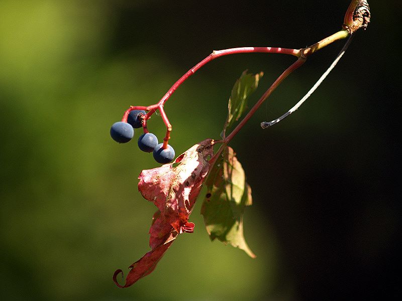 Leaf N Berries