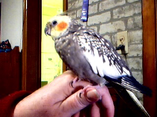 Gertie's First Picture (taken with a web camera)