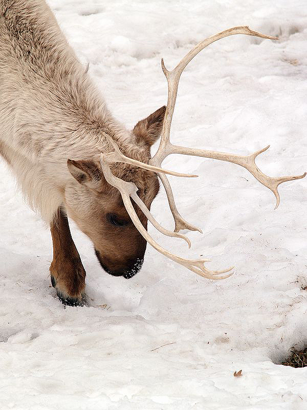 Caribou, Nice Antlers