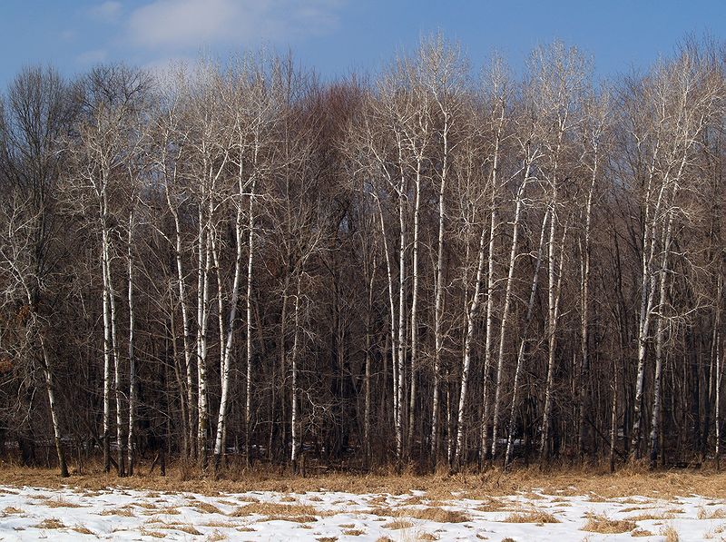Stand of Birch