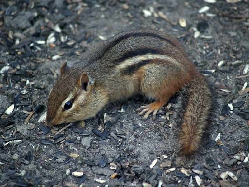 Chipmunk