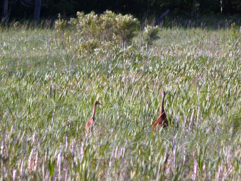 Sandhill Cranes-too far away, darn!