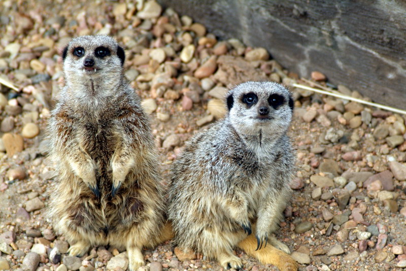 Mr. and Mrs. Meerkat