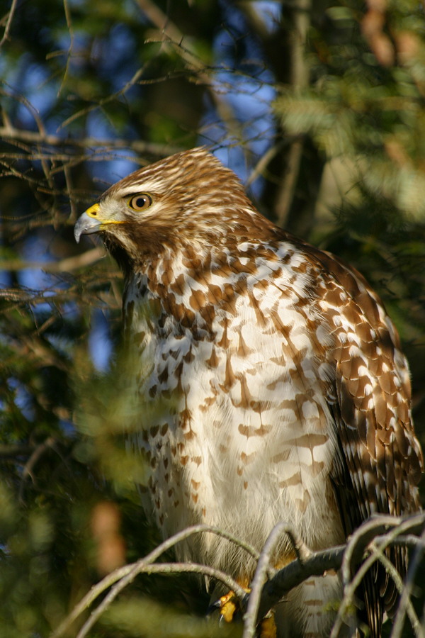 A Coopers Hawk