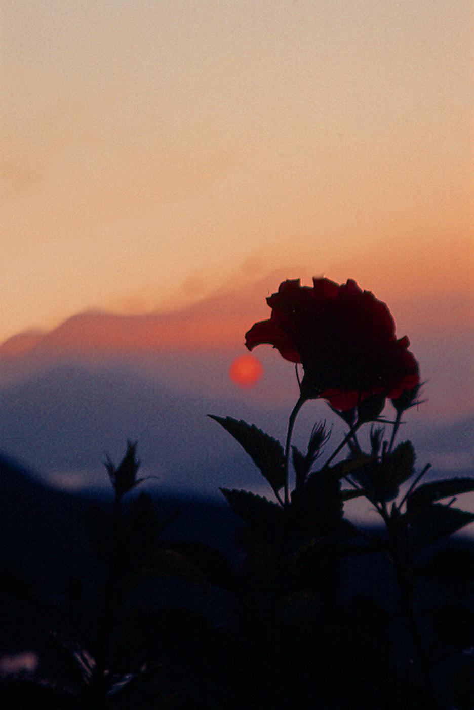 A Rose over Repulse Bay, Hong Kong