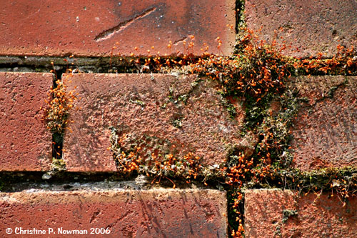 Bricks in Bloom