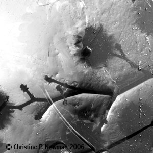 Ice Flowers