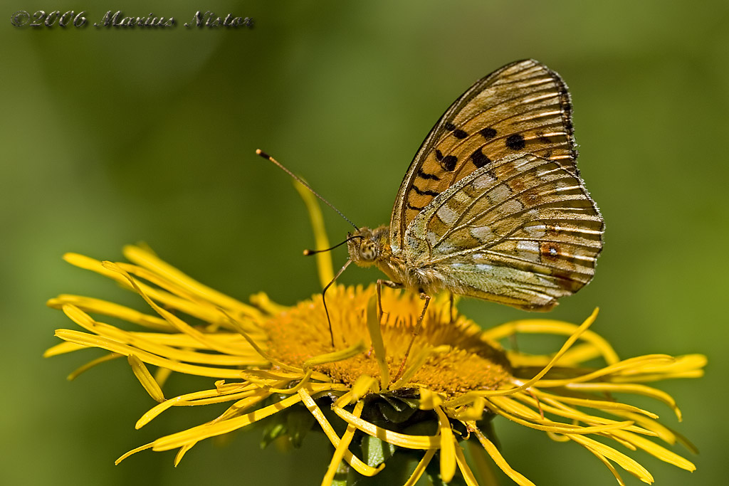 Argynnis adippe