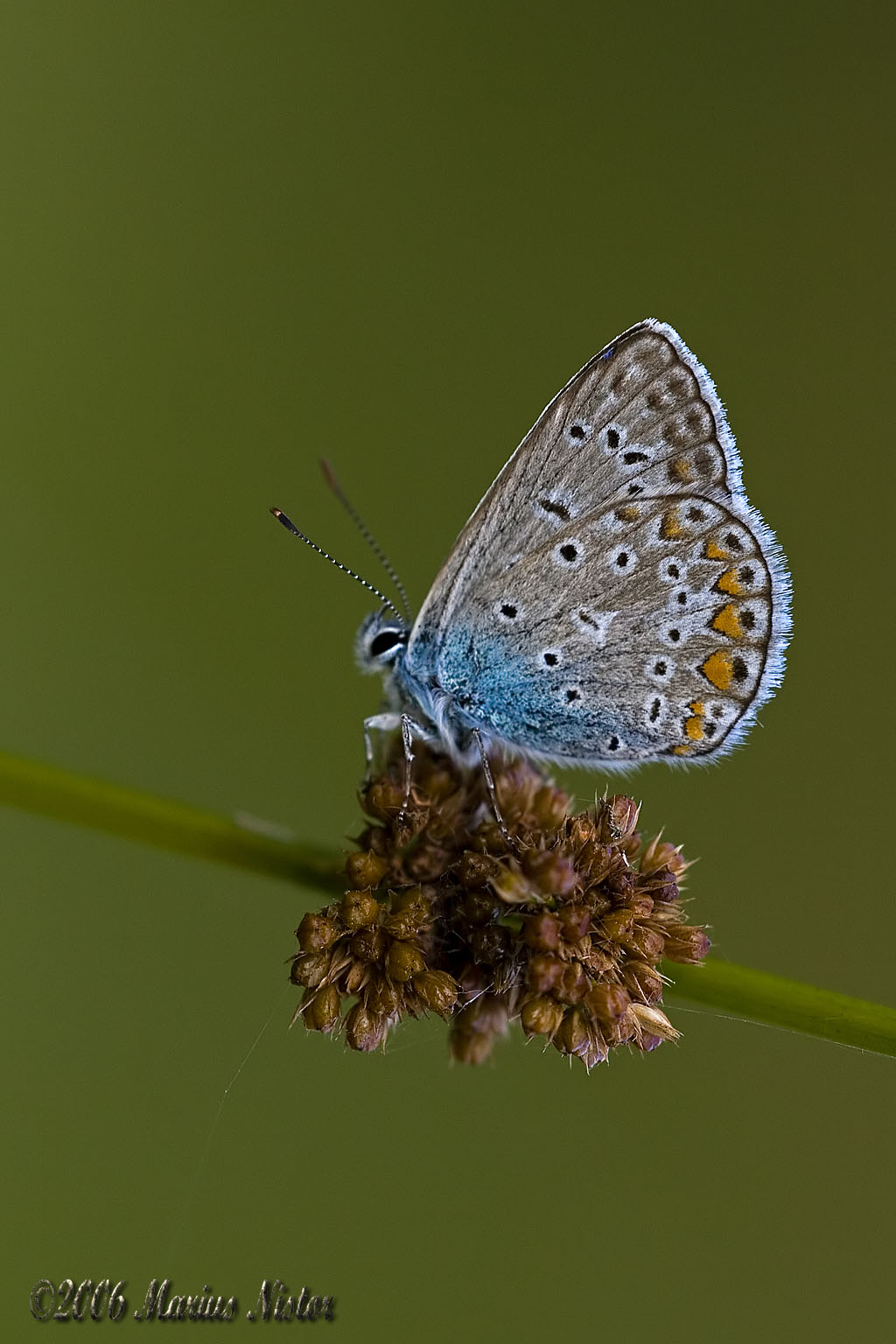 Polyommatus icarus