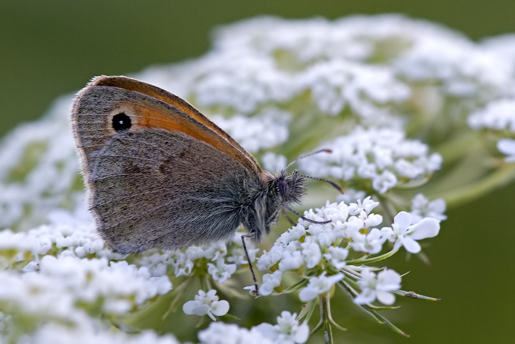 Coenonympha pamphilus