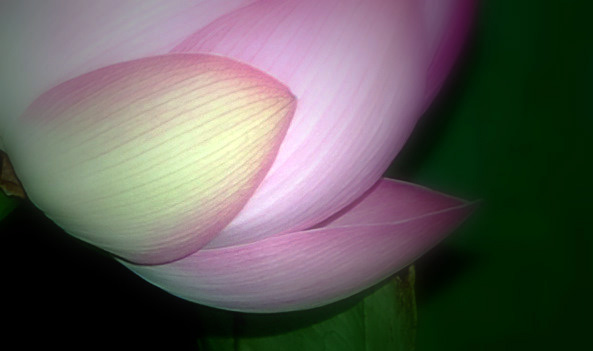 Dormir au son du Lotus...