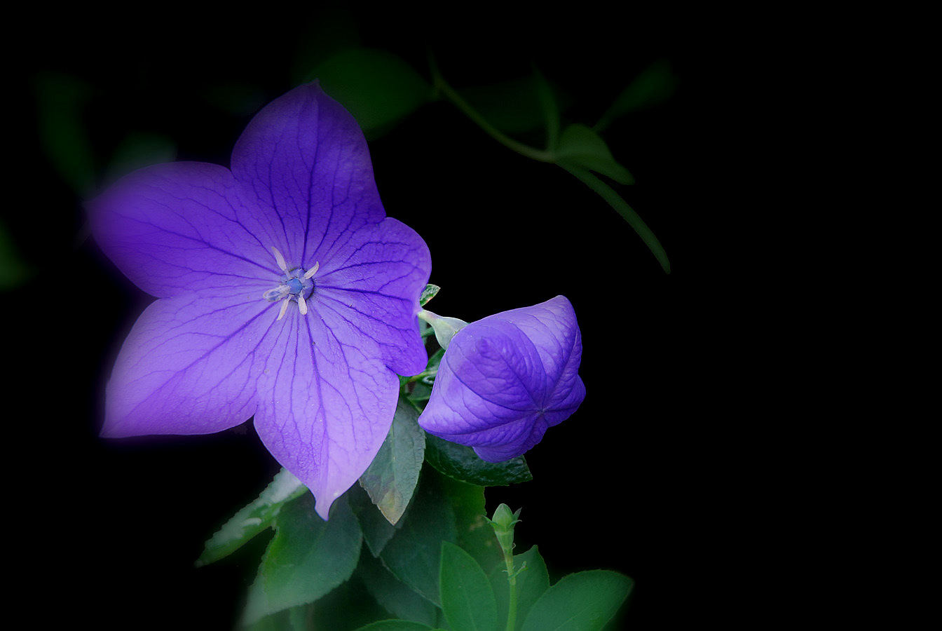Blue....