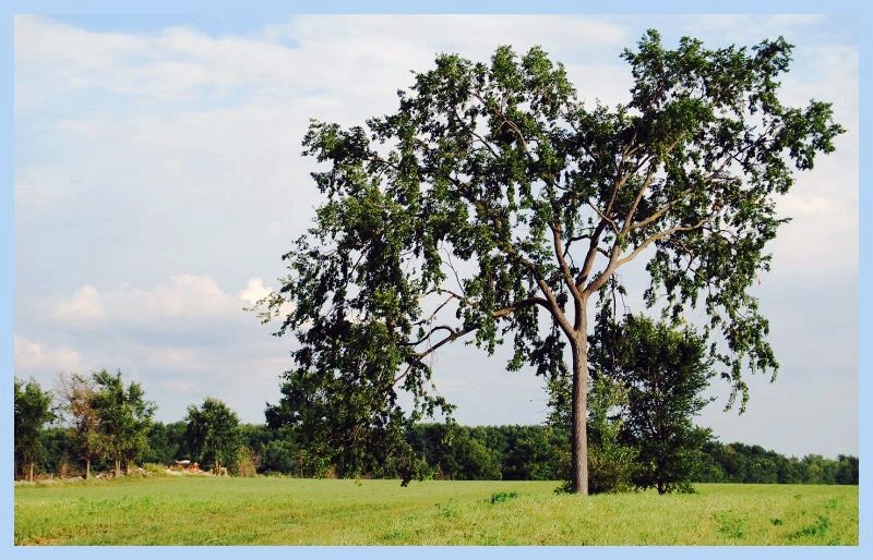 Le fameux arbre