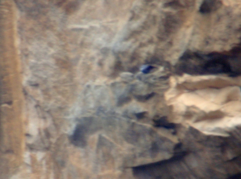Rotskruiper / Wallcreeper