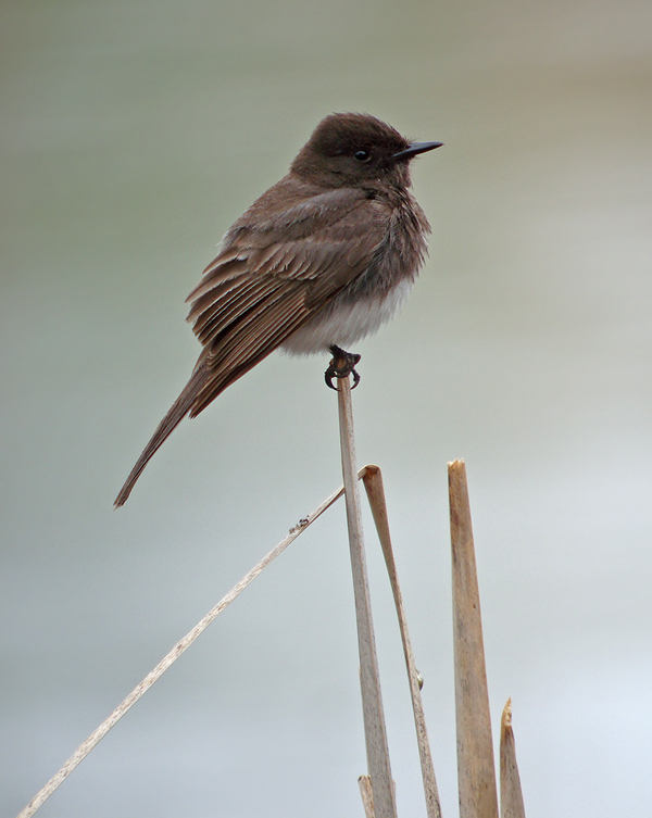 Black Phoebe
