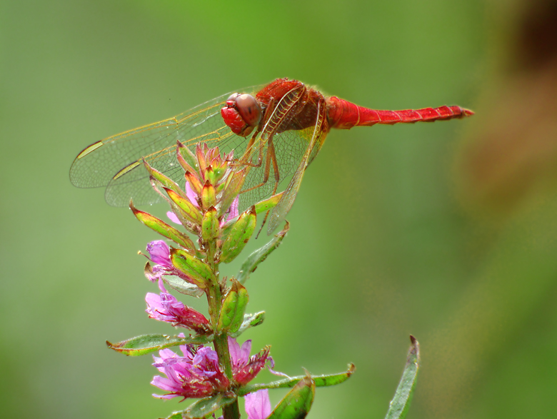 Vuurlibel / Crocothemis erytraea