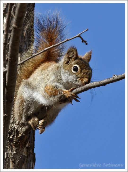 cureuil roux / Tamiasciurus hudsonicus