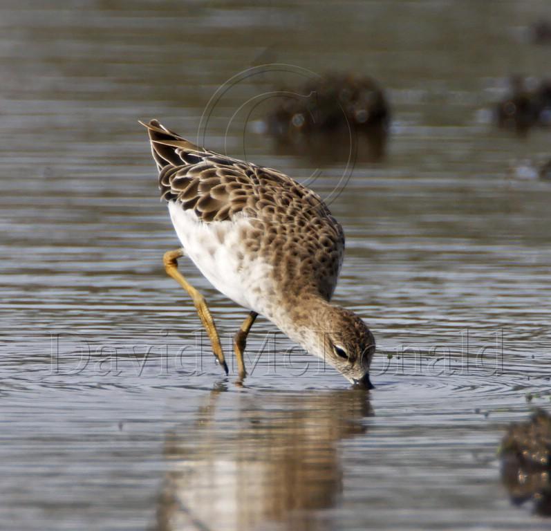 Ruff_7326.jpg