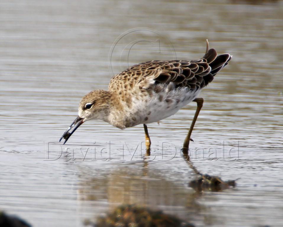 Ruff_7341.jpg