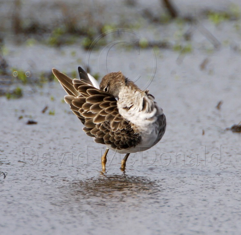 Ruff_7197.jpg