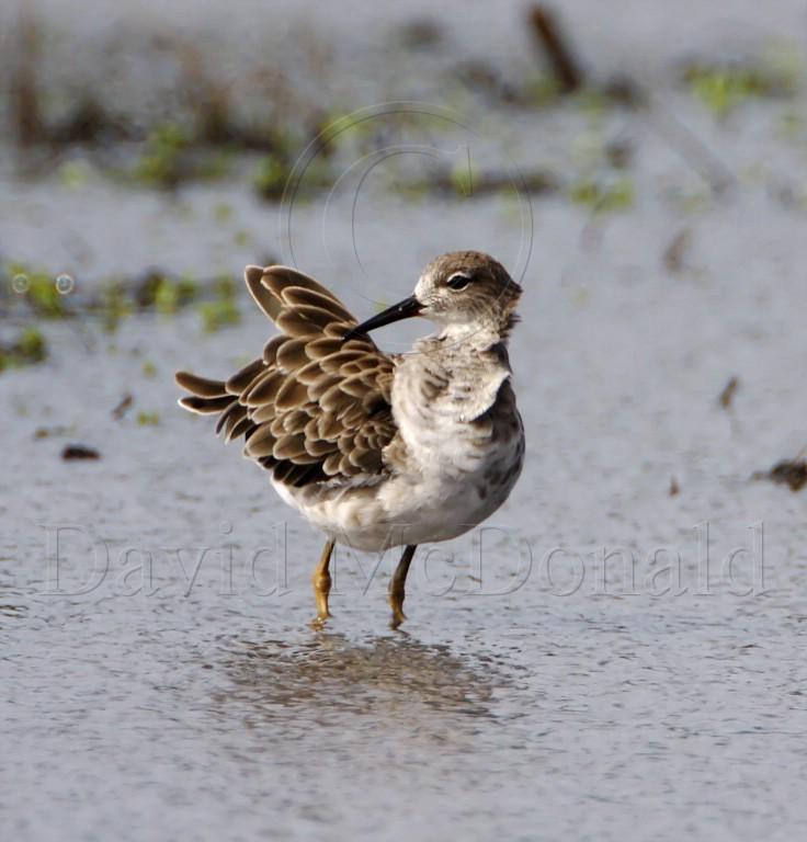 Ruff_7200.jpg