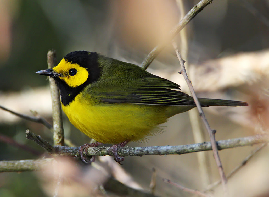 Hooded Warbler - male_7621.jpg