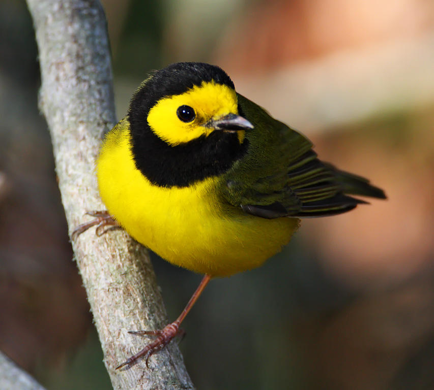 Hooded Warbler - male_7618.jpg