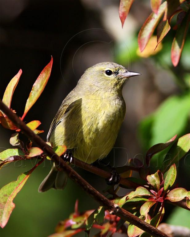 Orange-crowned Warbler_7673.jpg