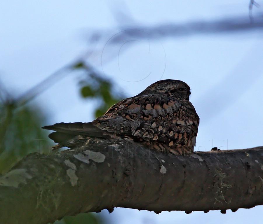 unknown nightjar_7971.jpg