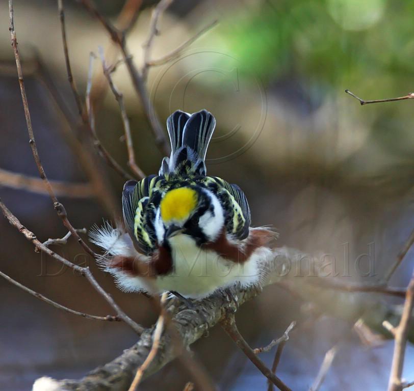 Chestnut-sided Warbler_7950.jpg
