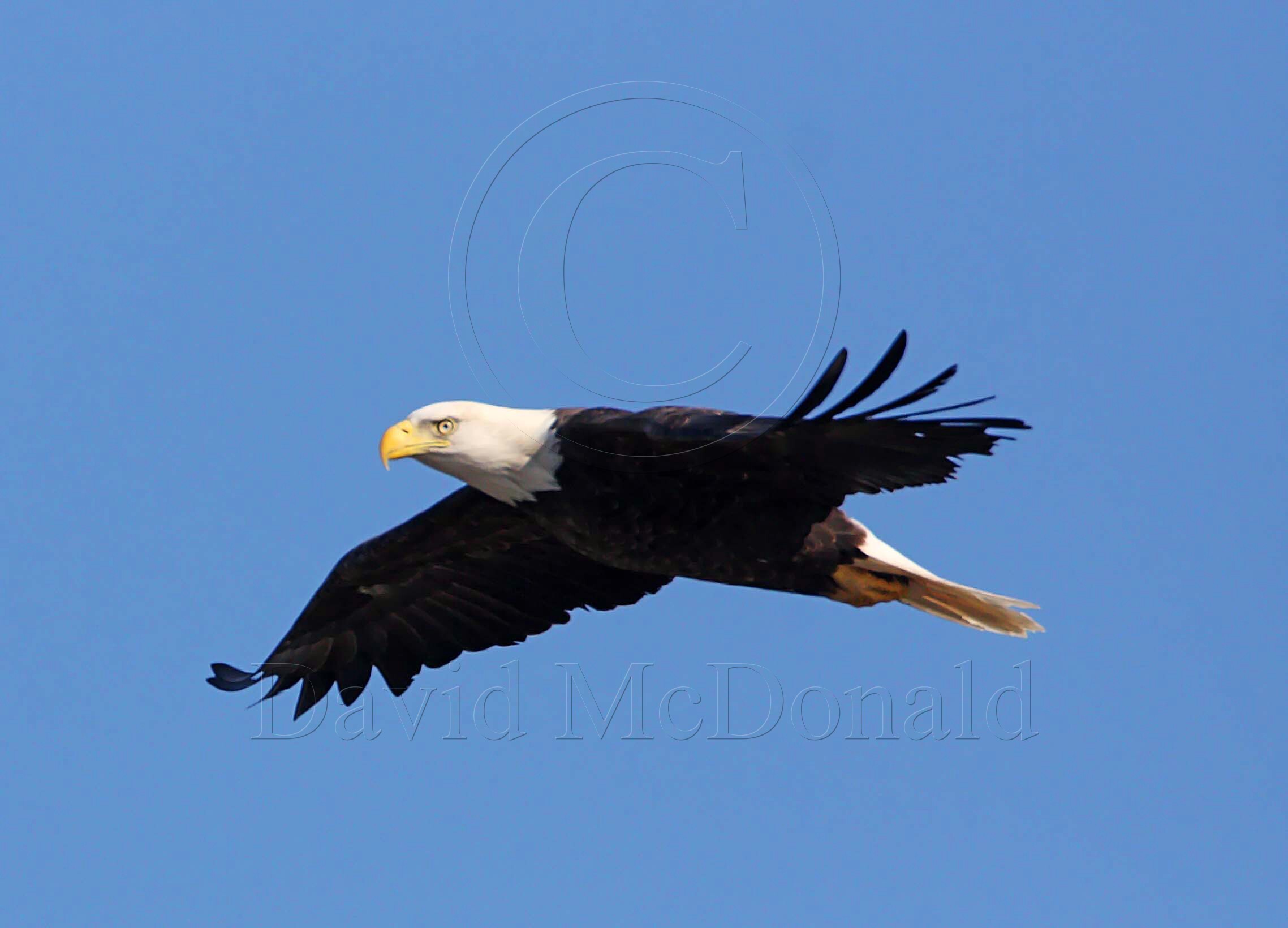 Bald eagle_4117.jpg