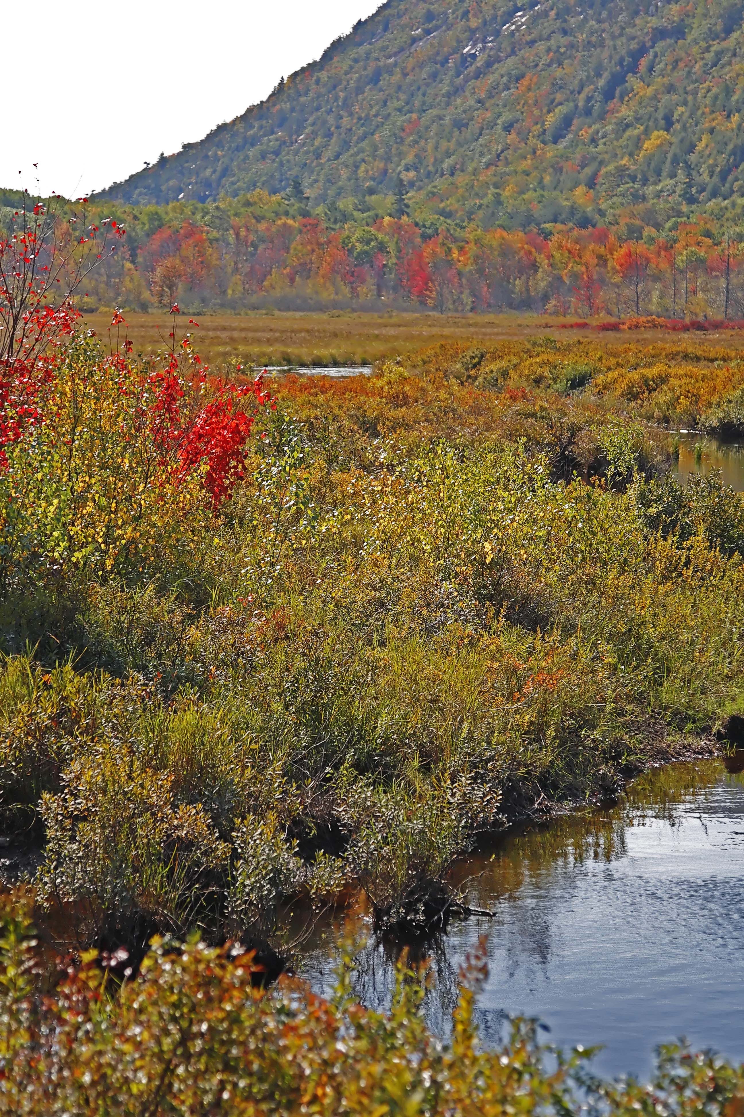 Fall Color - Acadia Natl Park_7236.jpg