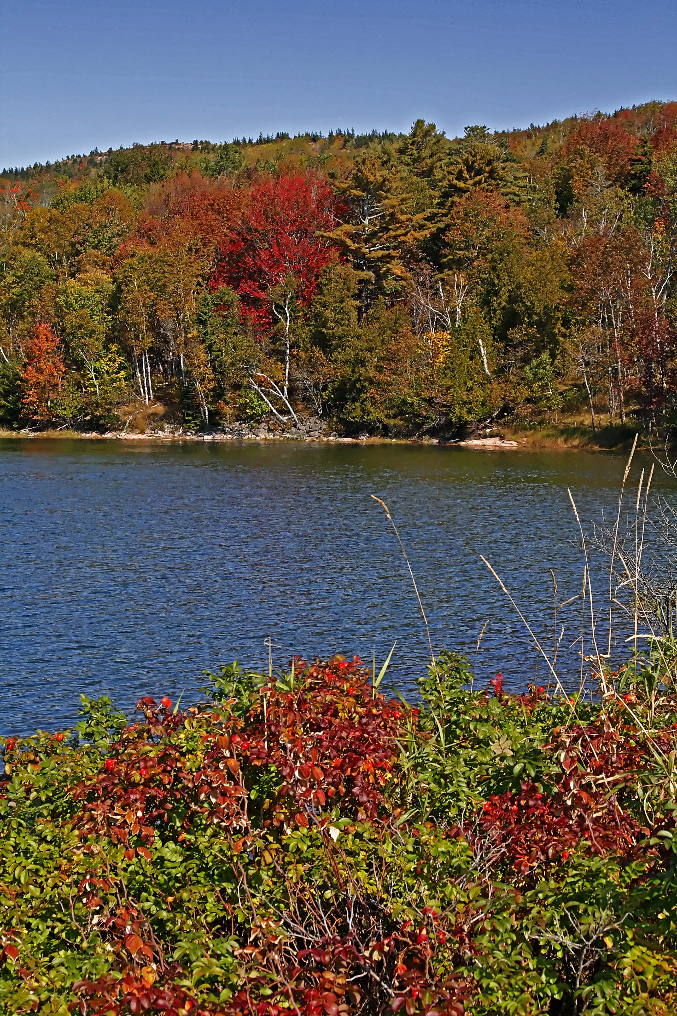 Fall Color - Acadia Natl Park_7304.jpg